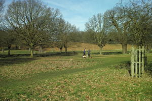 day, England, eye level view, grass, London, park, sunny, The United Kingdom, tree