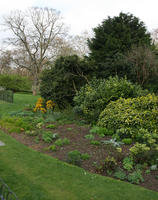 bush, day, England, eye level view, flower, grass, greenery, London, park, spring, The United Kingdom