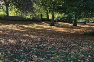 afternoon, autumn, Battersea park, day, England, eye level view, leaf, London, park, sunny, The United Kingdom, tree