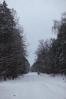 eye level view, forest, overcast, Poland, snow, track, tree, Wielkopolskie, winter, Wolsztyn