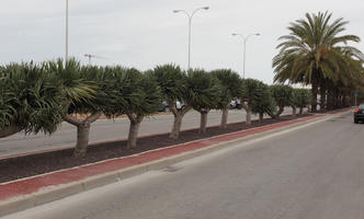 day, Denia, diffuse, diffused light, eye level view, natural light, palm, Phoenix roebelinii, Spain, spring, street, Valenciana