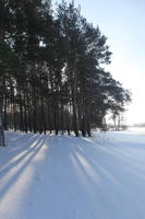 afternoon, bright, coniferous, day, eye level view, Poland, shady, snow, sunny, tree, Wielkopolskie, winter, woodland