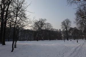 afternoon, day, deciduous, diffuse, diffused light, eye level view, natural light, park, Poland, Poznan, snow, tree, Wielkopolskie