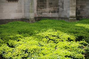 bush, Champagne-Ardenne, city, day, eye level view, France, garden, summer, sunny, Troyes