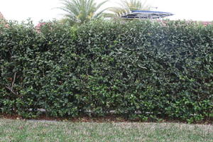 day, eye level view, Florida, hedge, The United States, winter