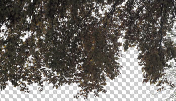 below, broad-leaf tree, broad-leaved tree, cutout, cutout trees, day, diffuse, diffused light