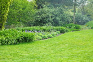 bush, day, England, eye level view, garden, grass, natural light, park, plant, The United Kingdom, Woking