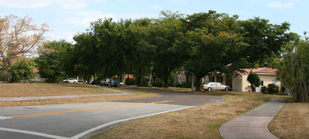 broad-leaf tree, broad-leaved tree, day, eye level view, Florida, Miami, park, street, summer, sunny, The United States