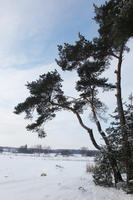 afternoon, backlight, bright, coniferous, day, eye level view, Poland, snow, sunny, tree, Wielkopolskie, winter