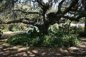 day, eye level view, Florida, Miami, natural light, park, sunny, The United States, tree, tropical, vegetation, winter