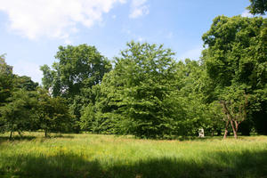 broad-leaf tree, broad-leaved tree, day, England, eye level view, grass, London, park, summer, sunny, The United Kingdom, tree