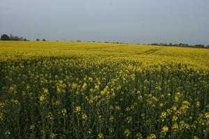 ambient light, Brassica napus, day, England, eye level view, field, flower, flower field, open space, rapeseed, spring, The United Kingdom, vegetation