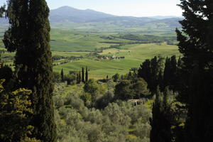 afternoon, cypress, day, elevated, evergreen, greenery, Italia , Siena, spring, sunny, Toscana, tree, valley