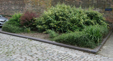 bush, cloudy, day, diffuse, diffused light, England, eye level view, garden, shrub, St Albans, summer, The United Kingdom