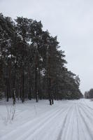 eye level view, forest, overcast, Poland, snow, track, tree, Wielkopolskie, winter, Wolsztyn