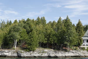 broad-leaf tree, broad-leaved tree, Canada, cliff, coniferous, day, eye level view, Ontario, summer, sunny, Tobermory, tree, treeline, woodland