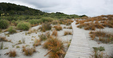 day, diffuse, diffused light, eye level view, grass, natural light, New Zealand, overcast, path, plant, sand dune, summer, West Coast