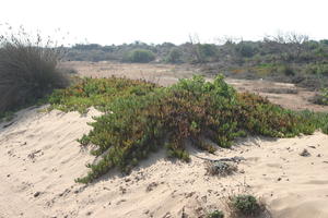 autumn, bush, day, desert, direct sunlight, Essaouira, eye level view, Morocco, natural light, sunlight, sunny, sunshine, vegetation