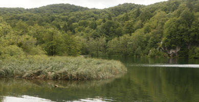 Croatia, day, diffuse, diffused light, eye level view, Karlovacka, lake, natural light, reed, summer, woodland