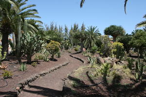 Agave Americana Variegata, American century plant, cactus, Canarias, Cardon Canario, day, direct sunlight, Euphorbia canariensis, evergreen, eye level view, garden, Las Palmas, palm, Phoenix canariensis, Spain, spring, succulent plant, sunny