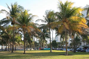 day, eye level view, Florida, Miami, natural light, palm, park, sunny, The United States, tropical, vegetation, winter