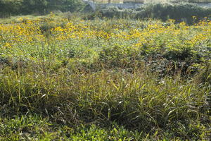 autumn, Croatia, day, eye level view, grass, shrubland, sunny, Zadar, Zadarska