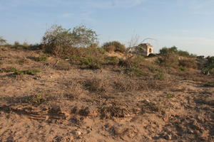 autumn, bush, day, desert, direct sunlight, Essaouira, eye level view, Morocco, natural light, sunlight, sunny, sunshine, vegetation