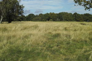 autumn, bright, day, England, eye level view, field, grass, London, park, The United Kingdom, vegetation