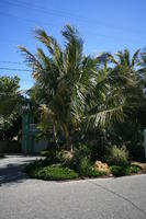 day, eye level view, Florida, Miami, natural light, palm, sunny, The United States, tropical, vegetation, winter