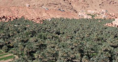 day, desert, direct sunlight, elevated, greenery, landscape, Morocco, natural light, Ouarzazate, outdoors, palm, park, sunlight, sunny, sunshine, tree