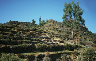 Arequipa, Arequipa, autumn, below, day, mountain, natural light, Peru, sunny, tree, vegetation