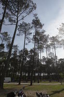 Aquitaine, Biarritz, camp site, day, eye level view, France, pine, spring, sunlight, sunny, sunshine, tree