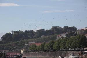 cityscape, day, diffuse, diffused light, elevated, Porto, Porto, Portugal, spring, treeline, urban