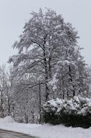 ambient light, bush, day, diffuse, diffused light, eye level view, Italia , morning, natural light, overcast, plant, snow, tree, Veneto, winter