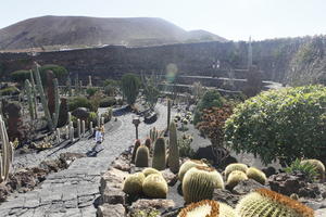 cactus, Canarias, day, elevated, evergreen, park, Spain, succulent plant, summer, sunny