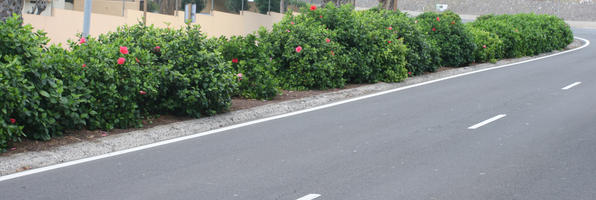 bush, Canarias, day, eye level view, flowered bush, Las Palmas, natural light, shrub, Spain, street, summer