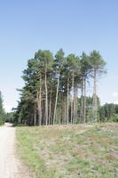 autumn, coniferous, day, eye level view, forest, grass, Kopanica, Poland, road, sunny, treeline, Wielkopolskie