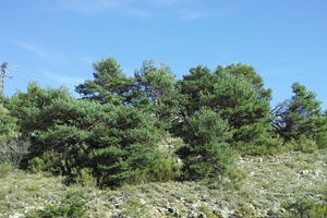 autumn, bright, day, eye level view, France, mountain, Provence Alpes Cote D