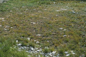 Croatia, day, diffuse, diffused light, eye level view, grass, natural light, Splitsko-Dalmatinska, spring