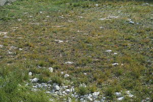 Croatia, day, diffuse, diffused light, eye level view, grass, natural light, Splitsko-Dalmatinska, spring