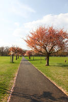 alley, blooming, blossom, day, deciduous, England, eye level view, grass, London, park, spring, sunny, The United Kingdom, tree