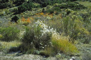 autumn, bright, bush, close-up, day, eye level view, France, mountain, Provence Alpes Cote D