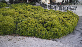 bush, Croatia, day, diffuse, diffused light, eye level view, garden, shrub, spring, Zadar, Zadarska