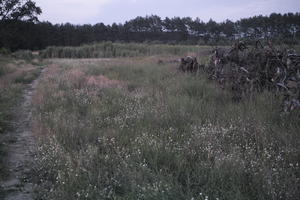 dark, dusk, evening, eye level view, field, grassland, Poland, summer, Wielkopolskie