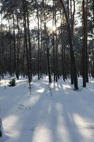 afternoon, backlight, bright, coniferous, day, eye level view, Poland, shady, snow, sunny, tree, Wielkopolskie, winter, woodland