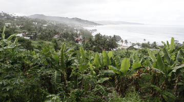 Barbados, day, elevated, natural light, palm, seascape, spring, tropical, vegetation, woodland