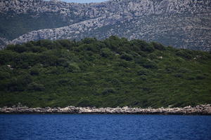 coastline, Croatia, day, eye level view, seascape, vegetation