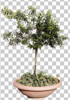 cutout, cutout plants, cutout trees, day, direct sunlight, eye level view, natural light, plant, potted plant, young