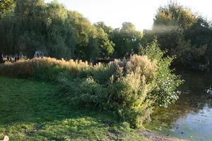 afternoon, autumn, bush, day, England, eye level view, London, park, shrub, sunny, The United Kingdom