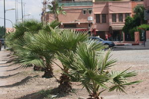 day, eye level view, Marrakech, Marrakesh, Morocco, natural light, palm, plant, street, sunny, tree